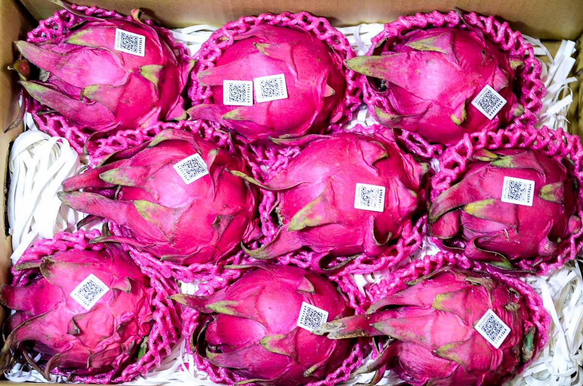 宅配美食|台南仁波霸火龍果 產地直送！有機小農自產自銷，最新鮮的宅配火龍果